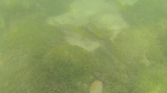 Lutjanus argentiventris