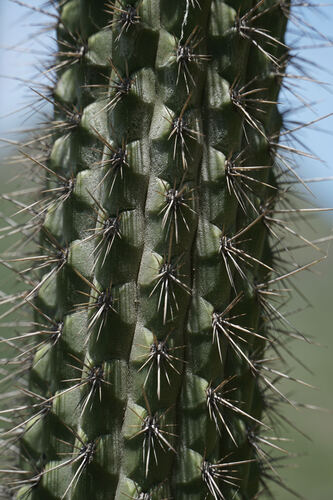 Weberbauerocereus cuzcoensis, photograph 2