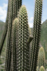 Weberbauerocereus cuzcoensis, photograph (c) Connor Connolly-Moyls, some rights reserved (CC BY)