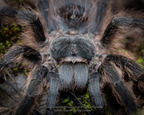 Pedregal Tarantula