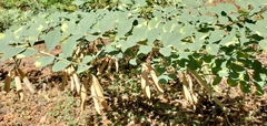 Hosackia crassifolia crassifolia
