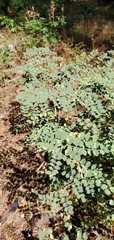 Hosackia crassifolia crassifolia