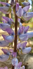 Lupinus burkei