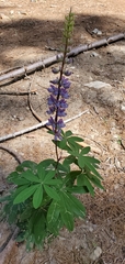 Lupinus burkei