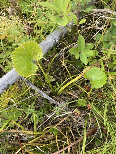 One-leaf buttercup (Ranunculus monophyllus)