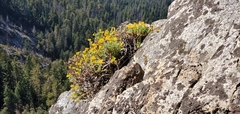 Ericameria cuneata cuneata