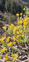 Ericameria cuneata cuneata