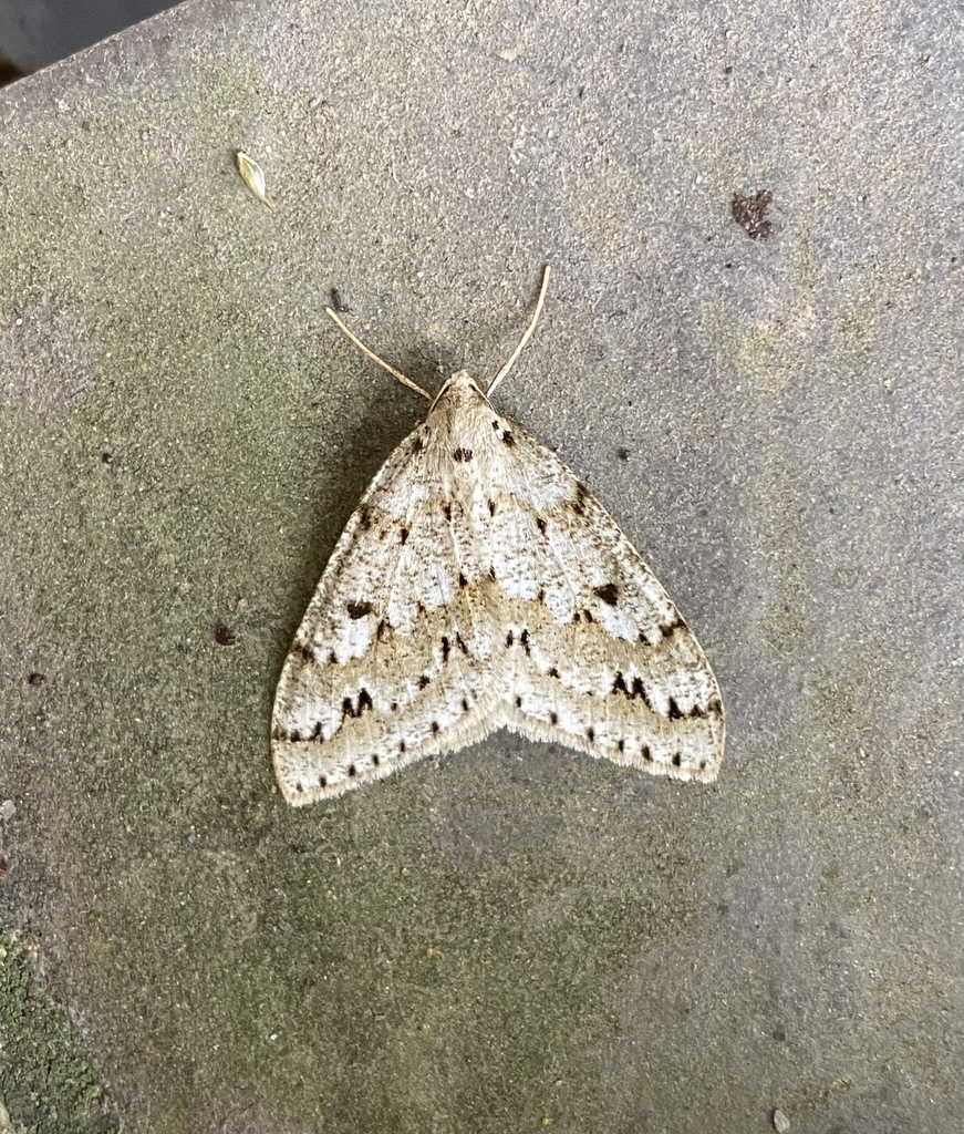 Loxaspilates biformata