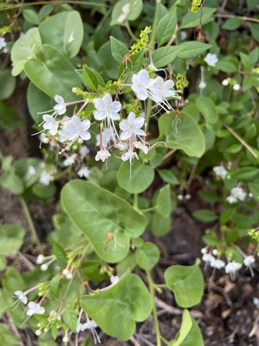 Volkameria mollis, photograph 4