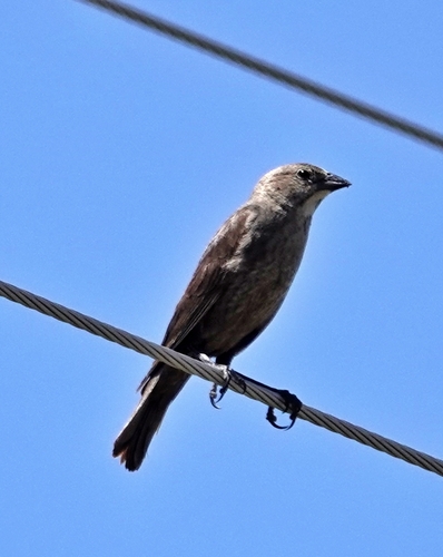 Brown-headed Cowbird