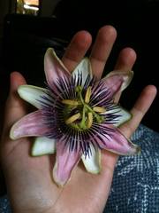 Passiflora alata × caerulea