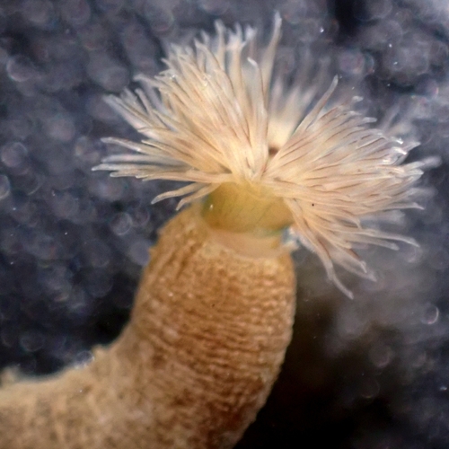 Antillesoma antillarum observed 2025-06-27