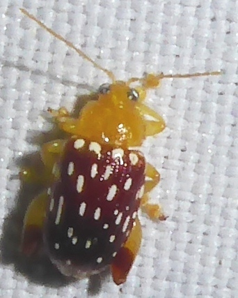 Asiophrida oblongoguttata