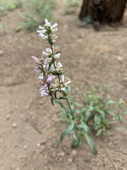 Penstemon peckii, photograph (c) Greghig Jirheg, some rights reserved (CC BY)