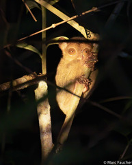 Cephalopachus bancanus borneanus