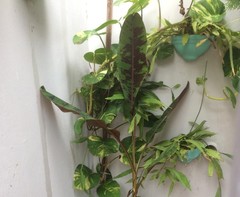 Musa acuminata zebrina