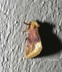 Angulostiria chryseochilus