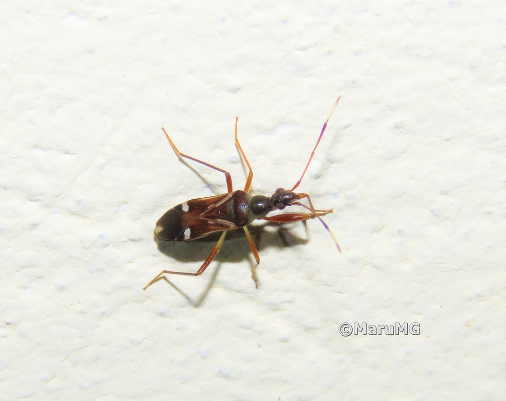 Paraheraeus