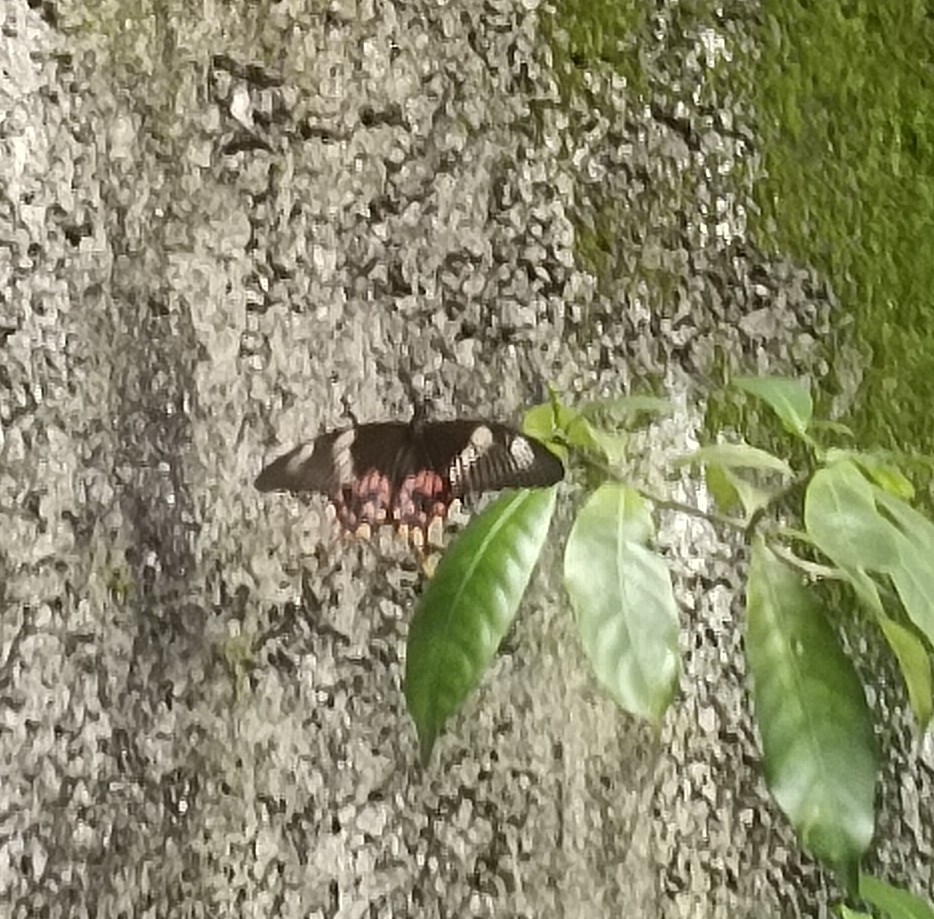 Common Mormon