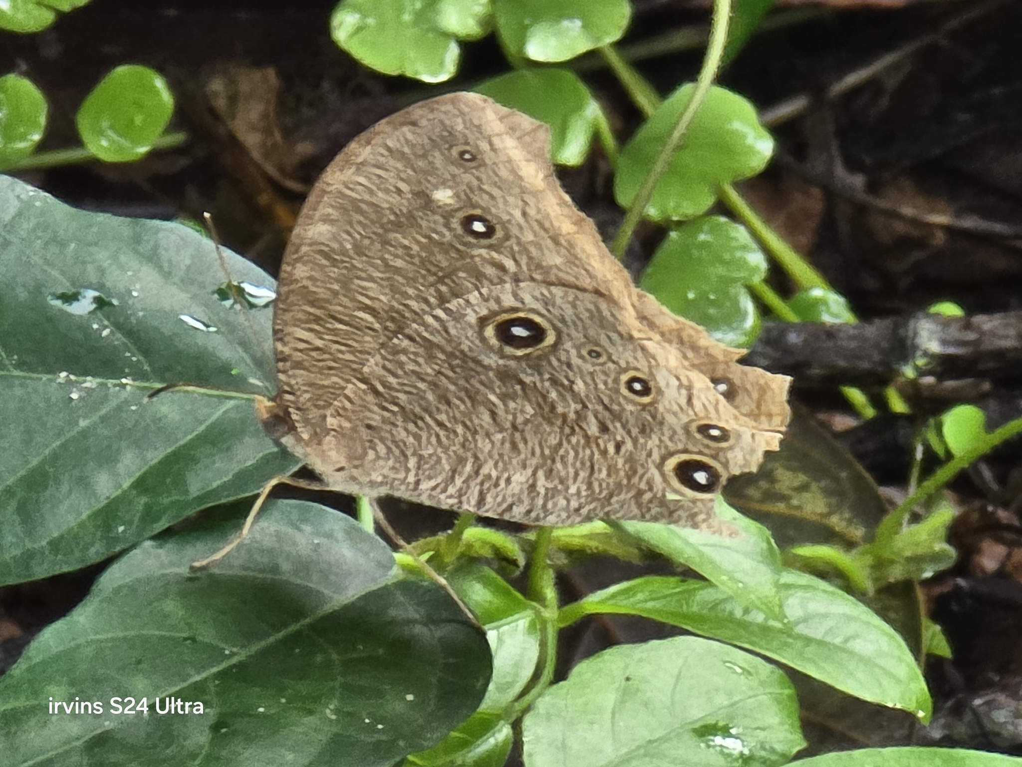 Common Evening Brown