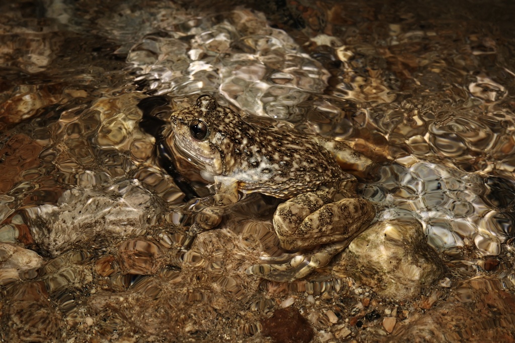 Ye's Spiny-Vented Frog