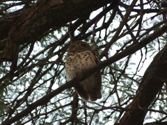 Glaucidium capense