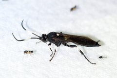 Ichneumon deliratorius