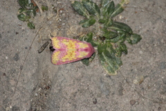 Psectrotarsia euposis