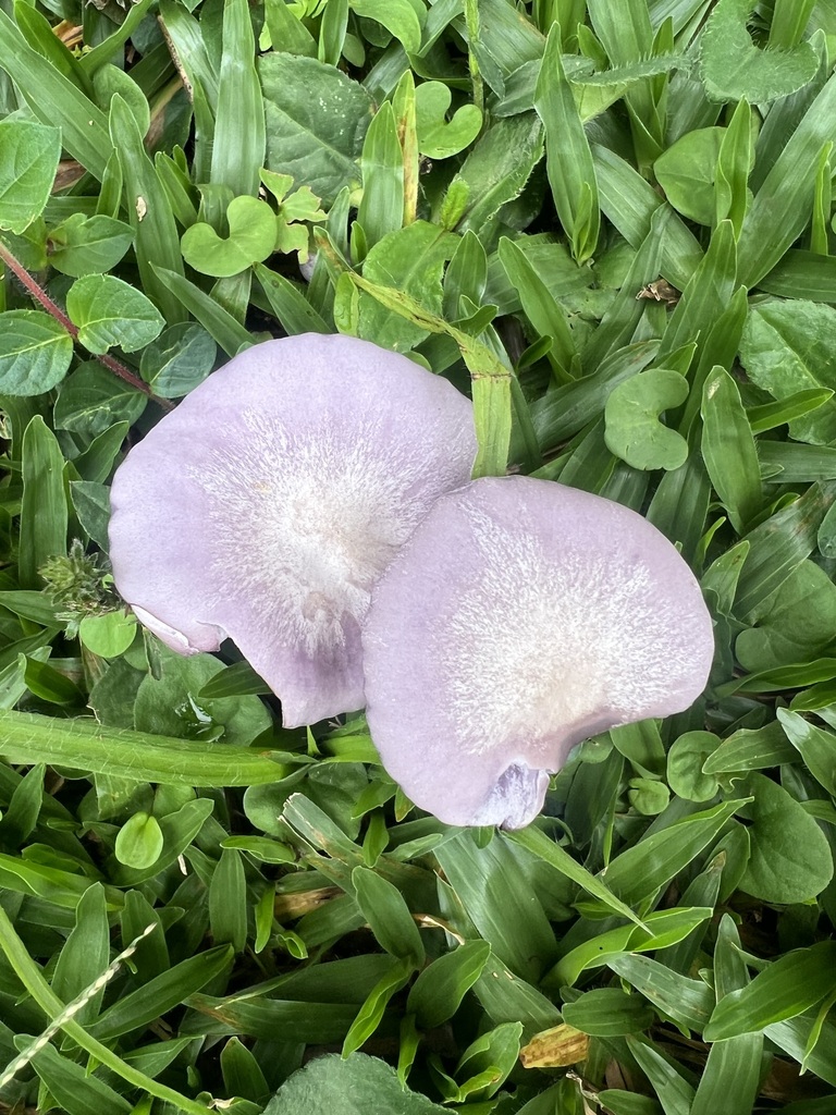 Collybia sordida · April 2025 · photo: © emma96 (iNaturalist, cc-by-nc)