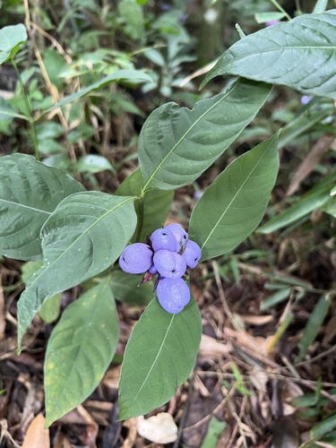 Palicourea justiciifolia (Palicourea justiciifolia)