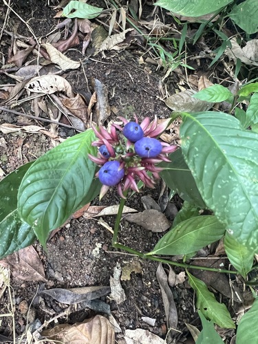 Palicourea justiciifolia (Palicourea justiciifolia)