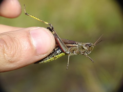 Stethophyma lineatum