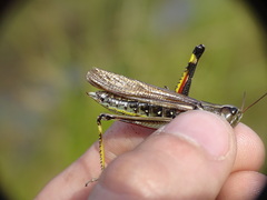 Stethophyma lineatum
