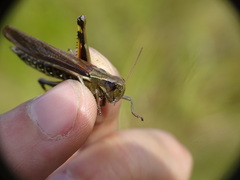Stethophyma lineatum