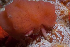 Pseudodromia rotunda