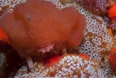 Pseudodromia rotunda