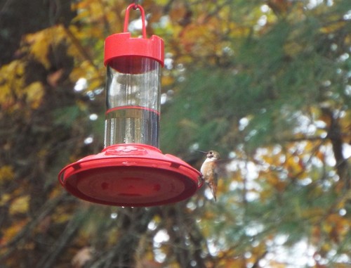 Rufous Hummingbird photographed in Massachusetts