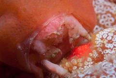 Pseudodromia rotunda