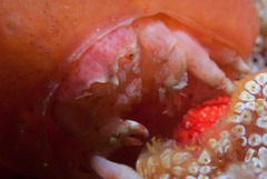 Pseudodromia rotunda