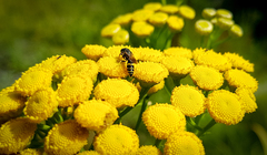 Philanthus bilunatus