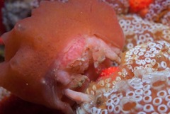 Pseudodromia rotunda