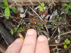 Nertera dichondrifolia