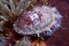 Fissurella mutabilis