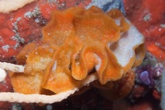 Atalodoris