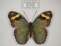 Euphaedra rubrocostata rubrocostata