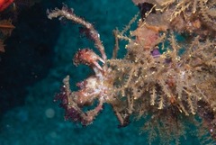 Achaeopsis spinulosa