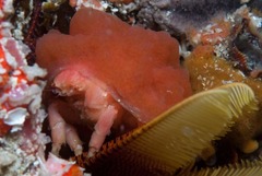 Pseudodromia rotunda