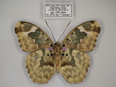 Euphaedra rubrocostata rubrocostata