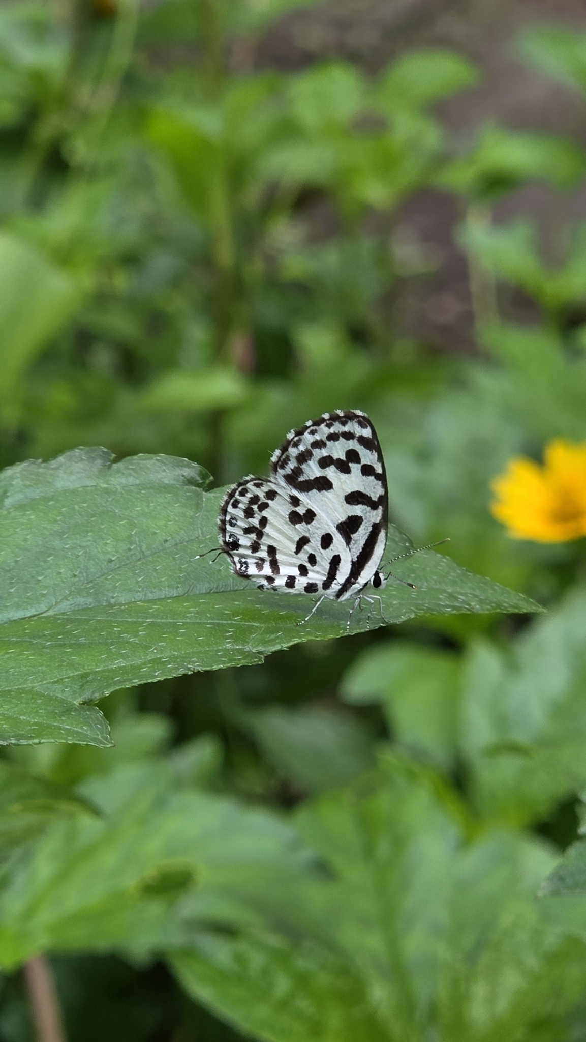 Common Pierrot