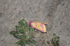 Psectrotarsia euposis